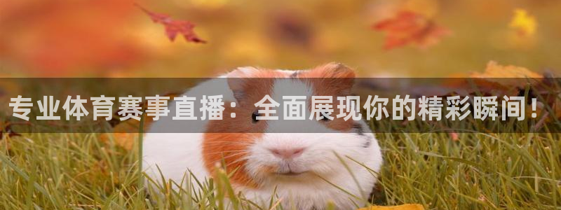专业体育赛事直播：全面展现你的精彩瞬间！